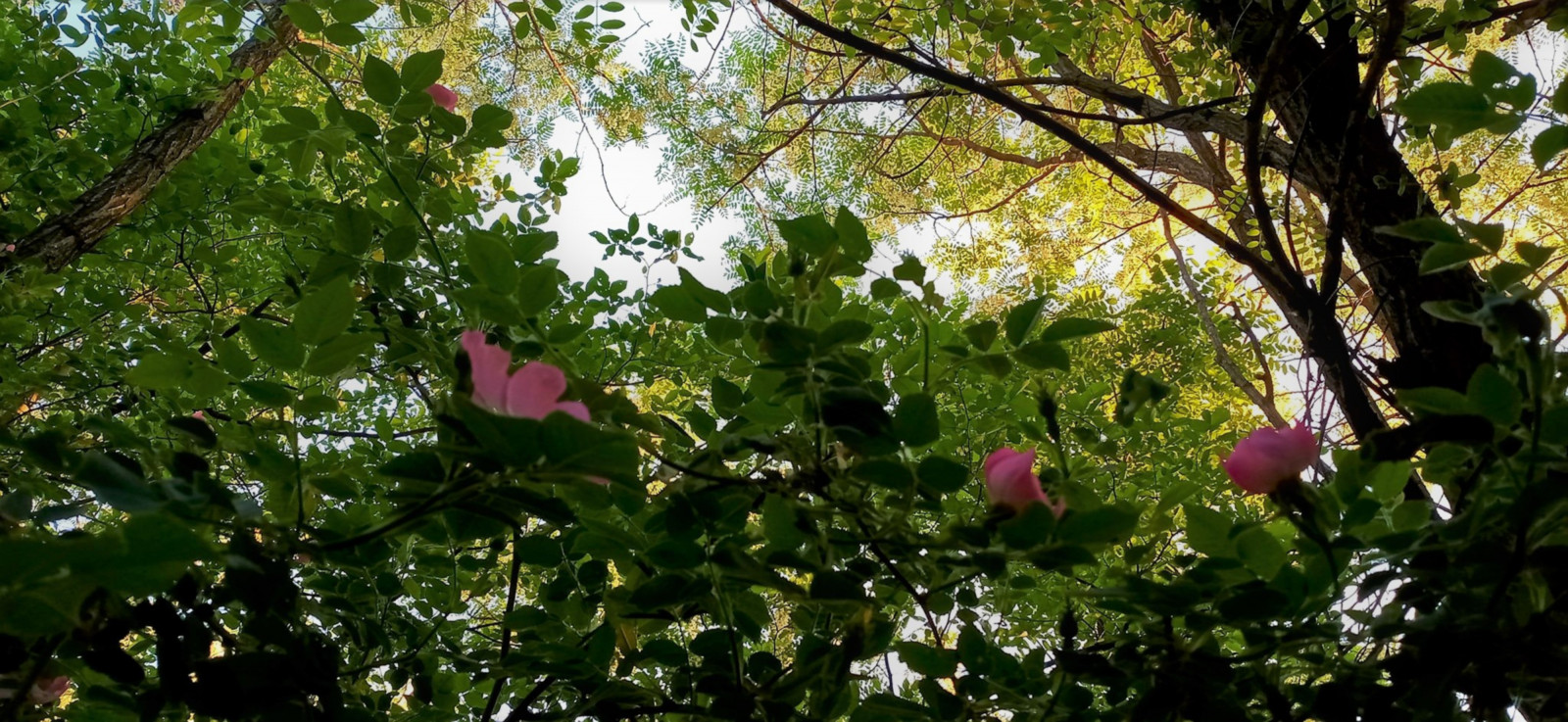 naturalny