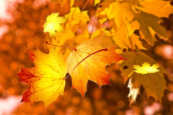 autumn,branch,close up,deciduous,leaf,leaves
