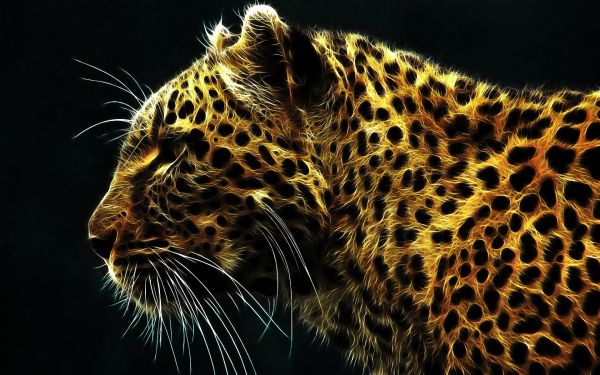 animals