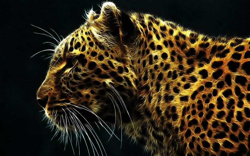 animals