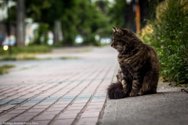 Gato