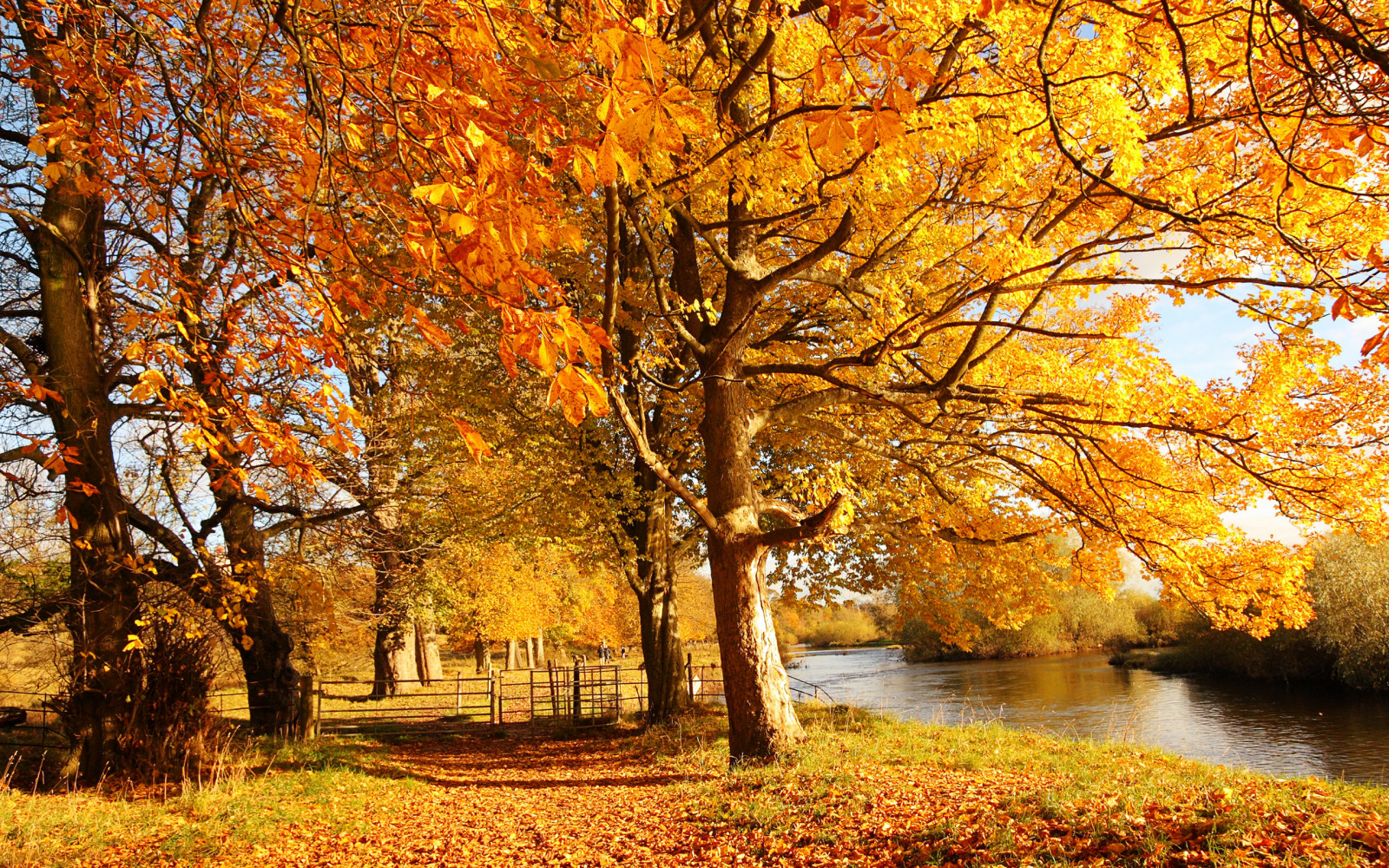 autumn, forest, hd, yellow