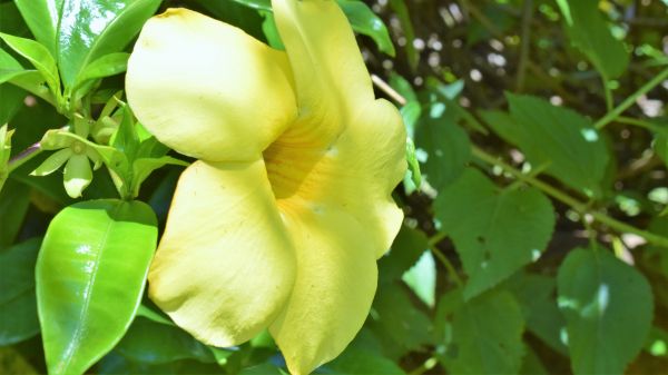 flower,desktop,green,nature,yellow,leaves