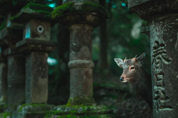 4k,hd,wallpaper