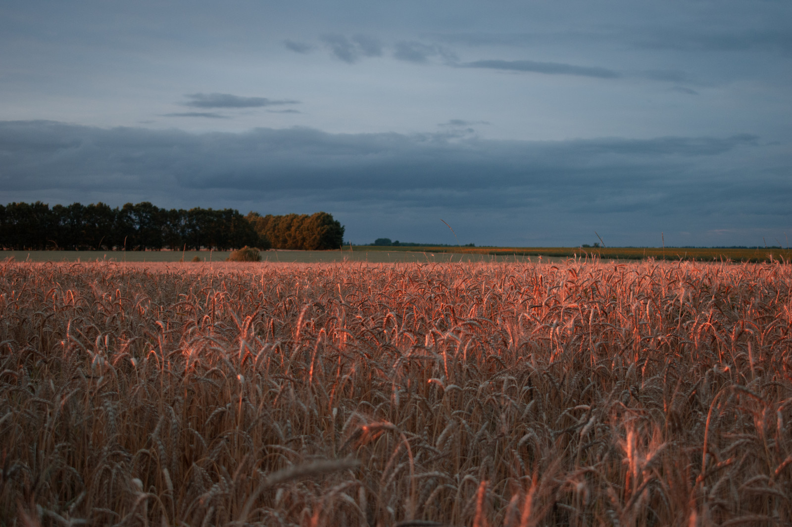 sunset, field, wheat, sky