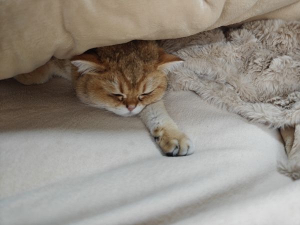 gatto