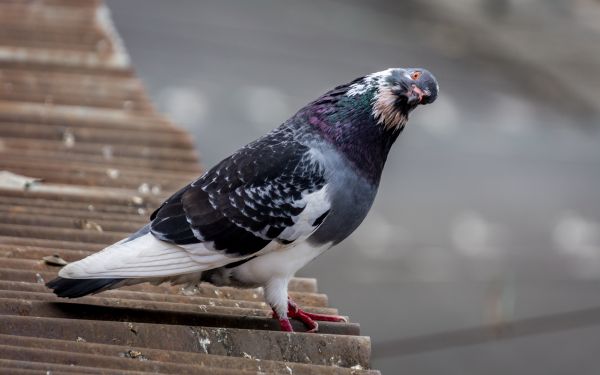 Vogel