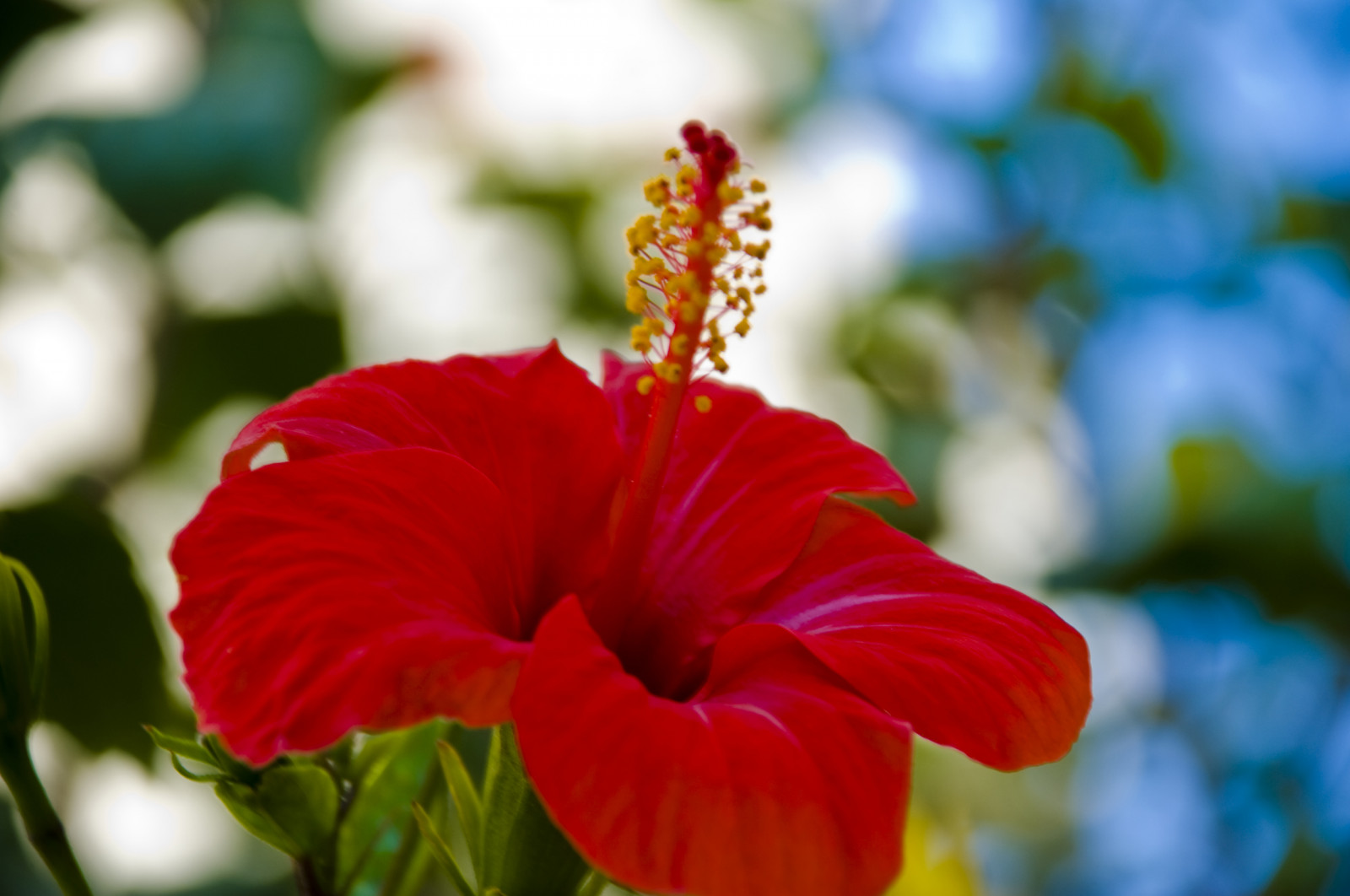 wallpaper-flower-nature-plant-2500x1660-mehmetpeh-2306110-hd
