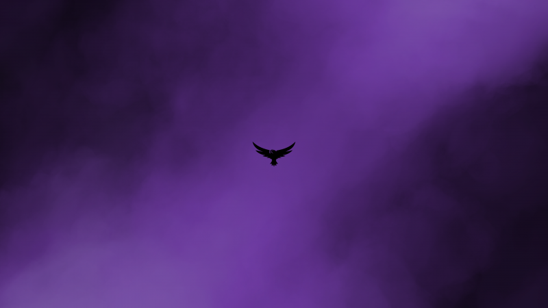 lintu,musta,tumma,haukka,sumu,violetti