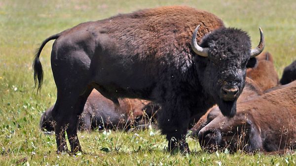 animal,bison,nature,mamal
