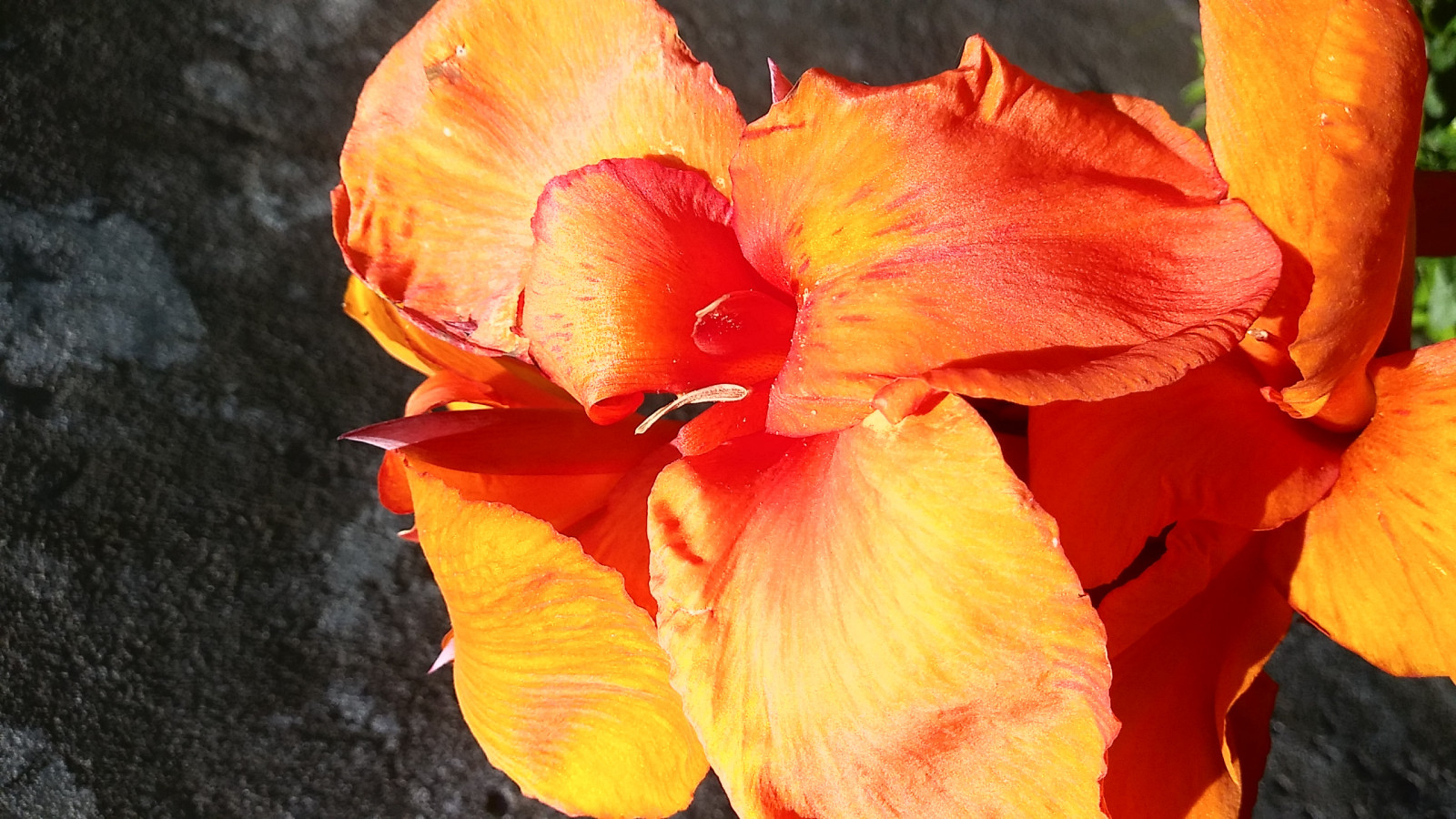 Orange, fleur