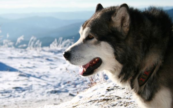 Hd,animal,neve