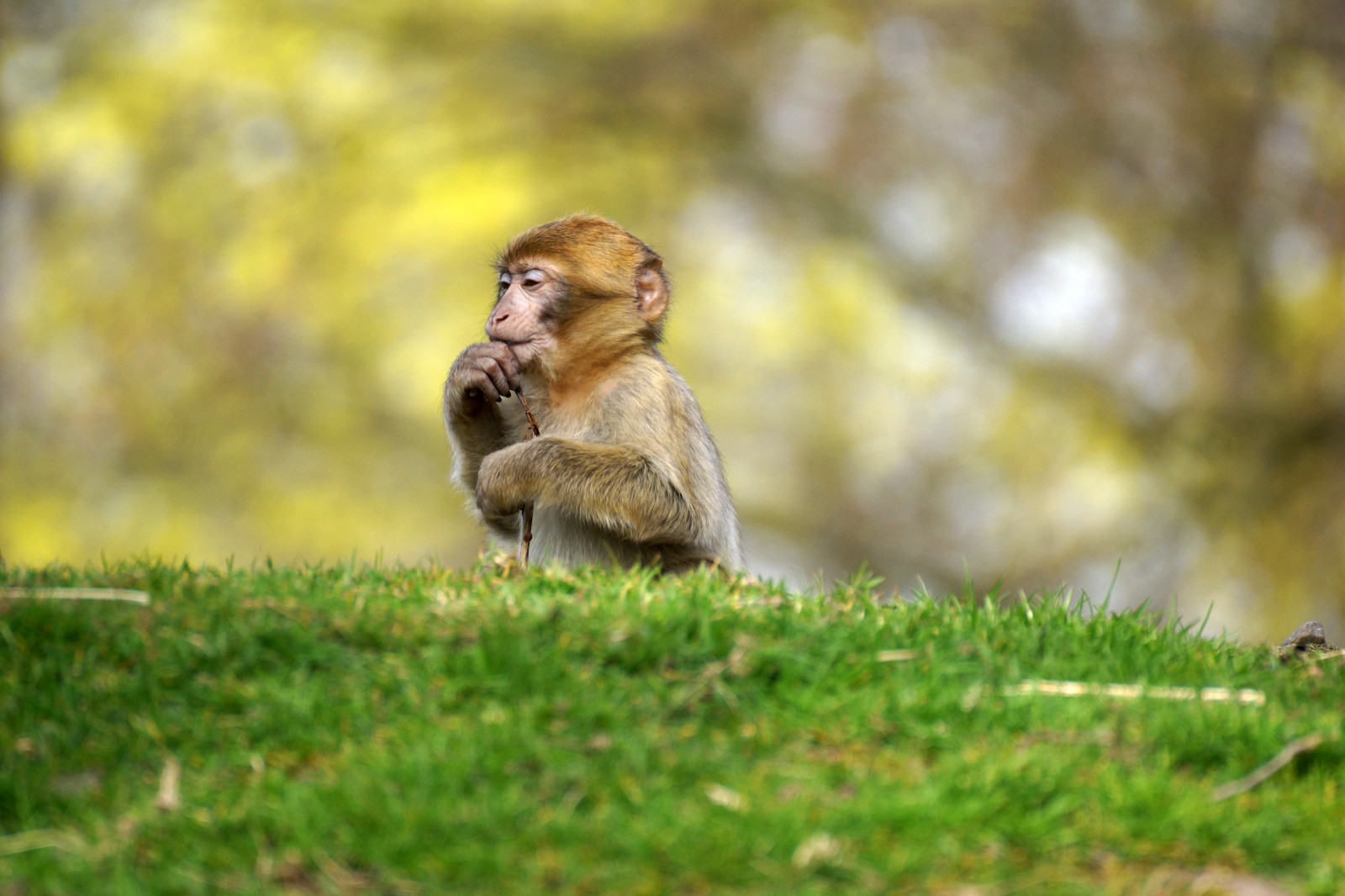 makak, pattedyr, hvirveldyr, fauna, dyreliv, primat, gamle verden abe, græs, blad, ny verden abe, træ