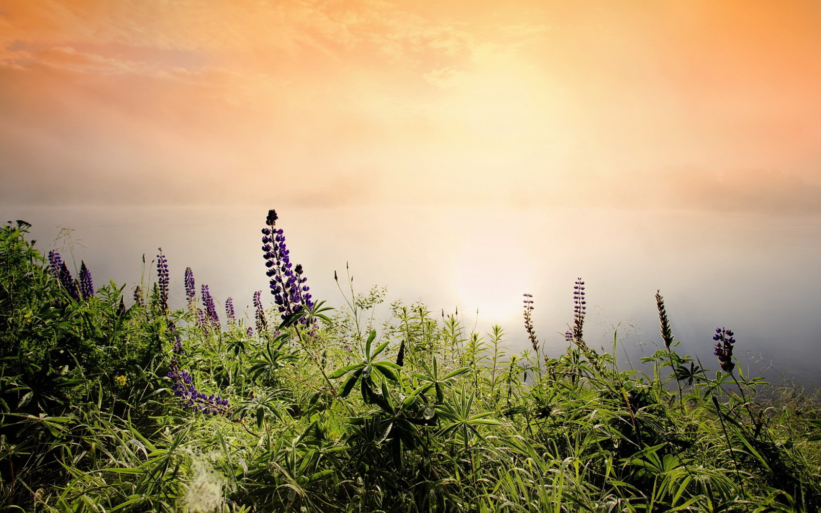 slunečnímu záření, krajina, západ slunce, Příroda, tráva, nebe, rostliny, pole, ráno, horizont, mrak, list, květ, rostlina, flóra, zemědělství, oříznutí, atmosférický jev, Atmosféra Země, suchozemská rostlina, kvetoucí rostlina, tráva rodina