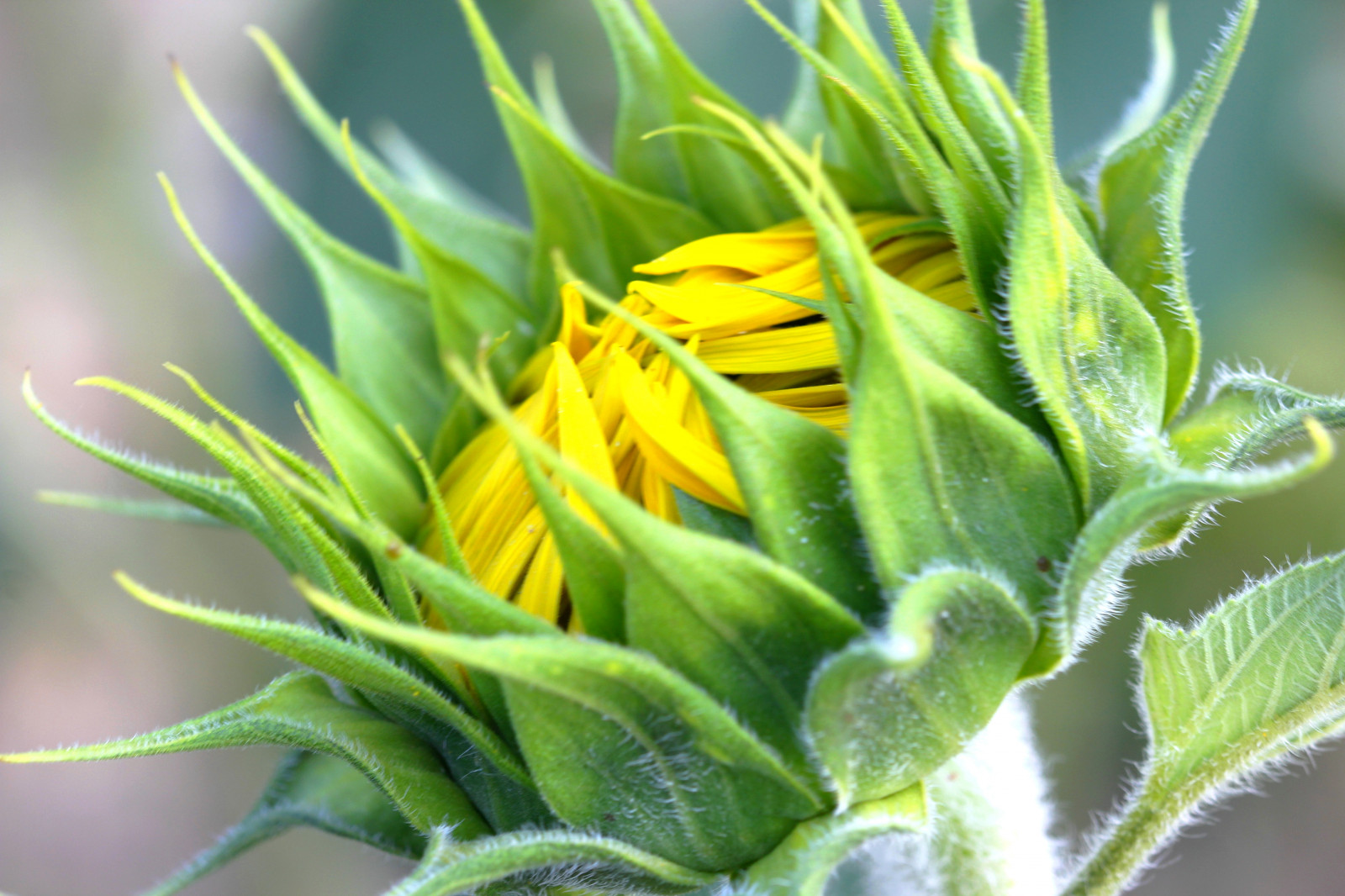 Wallpaper flower, yellow, flowering plant, flora, daisy family