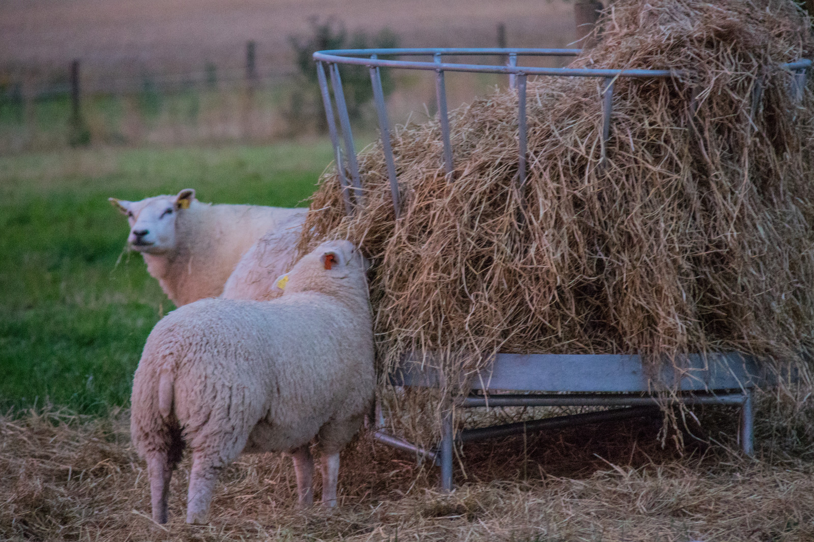 græs, dyreliv, gård, får, dyr, landskabet, djur, græs, landsbygd, exif model canoneos760d, geocountry, kamera gør kanon, geocity, kameramodel canoneos760d, geostate, geolocation, exif linse efs18200mmf3556is, exif åbning 56, exif focallength 200mm, exif gøre kanon, exif isospeed 6400, f r, fauna, pattedyr, sheeps, landdistrikt