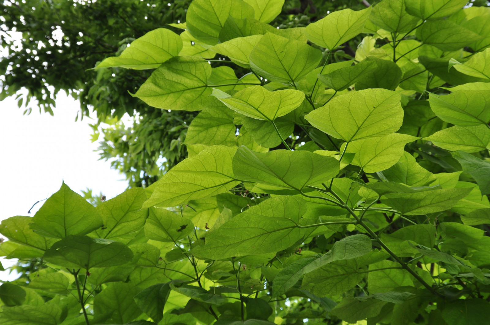 listy, jídlo, Příroda, rostliny, větev, zelená, strom, list, květ, rostlina, vyrobit, botanika, suchozemská rostlina, kvetoucí rostlina, dřevina, keř, opadavý, jinan dvoulaločný