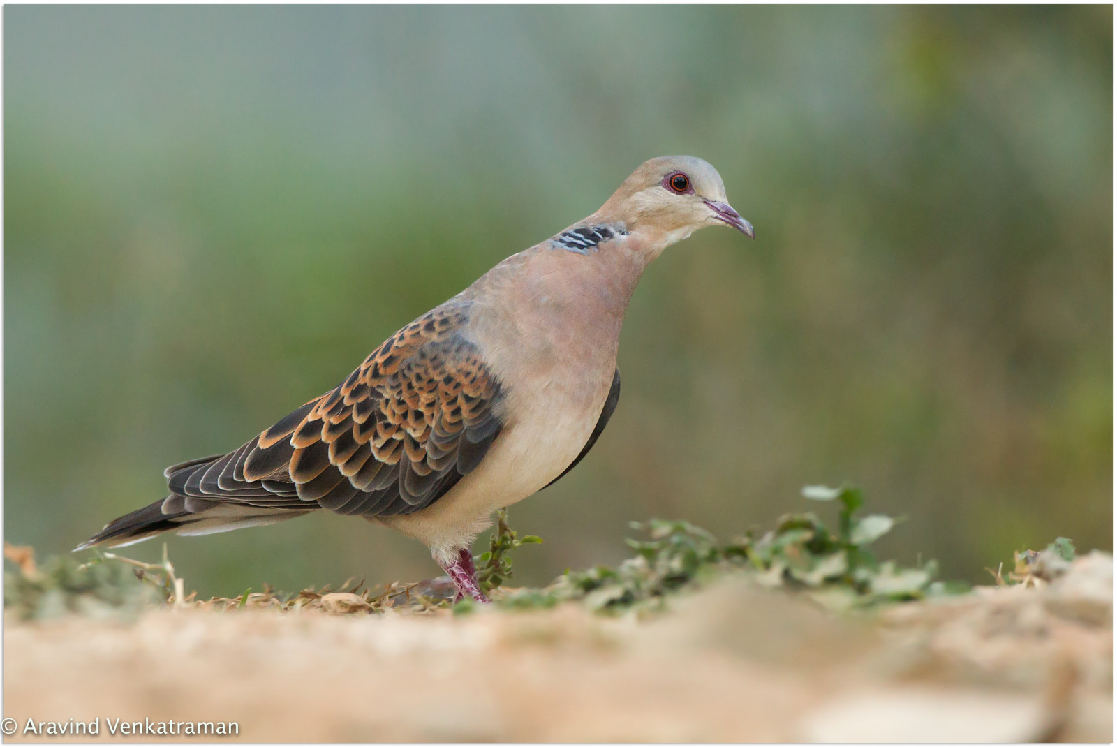 Volně žijících živočichů, Kánon, želva, orientální, holubice, zobák, Vrabec, av, 2016, pták, pěnkava, fauna, prohlížení pták, obratlovců, doupňák, holubi a holubice, Aravind, aravindvenkatraman, birdsofindia, canon500mmf4, chennaibirdphotographer, indianbirds, wildlifephotographer, himalayanbirds, orientalturtledove, streptopeliaorientalis, streptopelia, orientalis