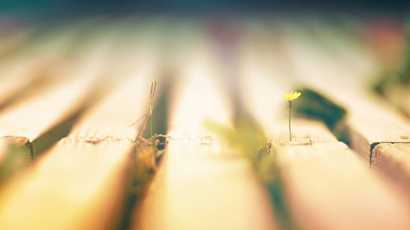 slunečnímu záření, hloubka pole, Příroda, tráva, rostliny, fotografování, dřevo, makro, zelená, žlutý, ráno, světlo, barva, list, květ, rostlina, ruka, čára, zblízka, makro fotografie, tráva rodina, vlhkost