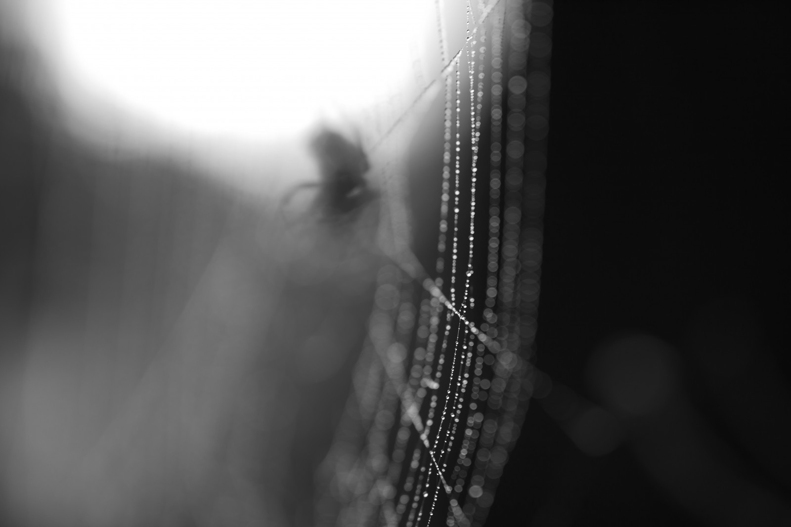 Černý a bílý, tělesné, abstraktní, rozmazat, Kánon, pavouk, bokeh, web, pavoučí síť, clamson, Spiderlife