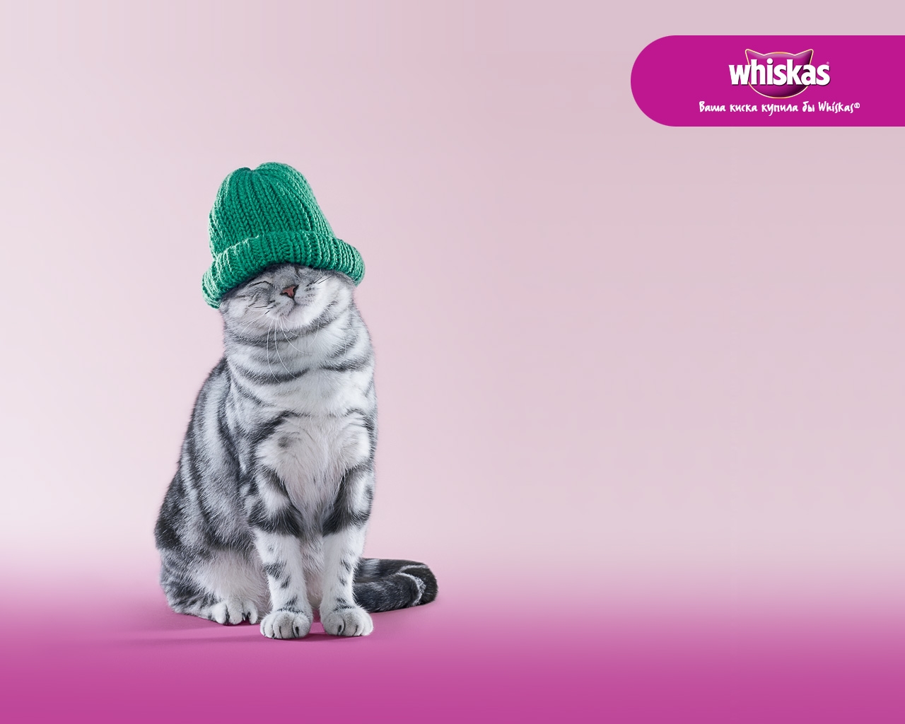 Wallpaper whiskas, cat, hat, happy 1280x1024 4kWallpaper 1075191