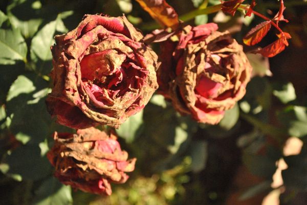dry rose,branch,petals,buds