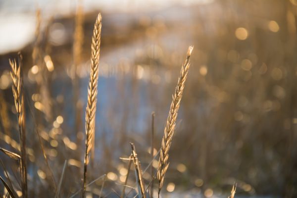 sunlight,water,nature,reflection,grass,winter