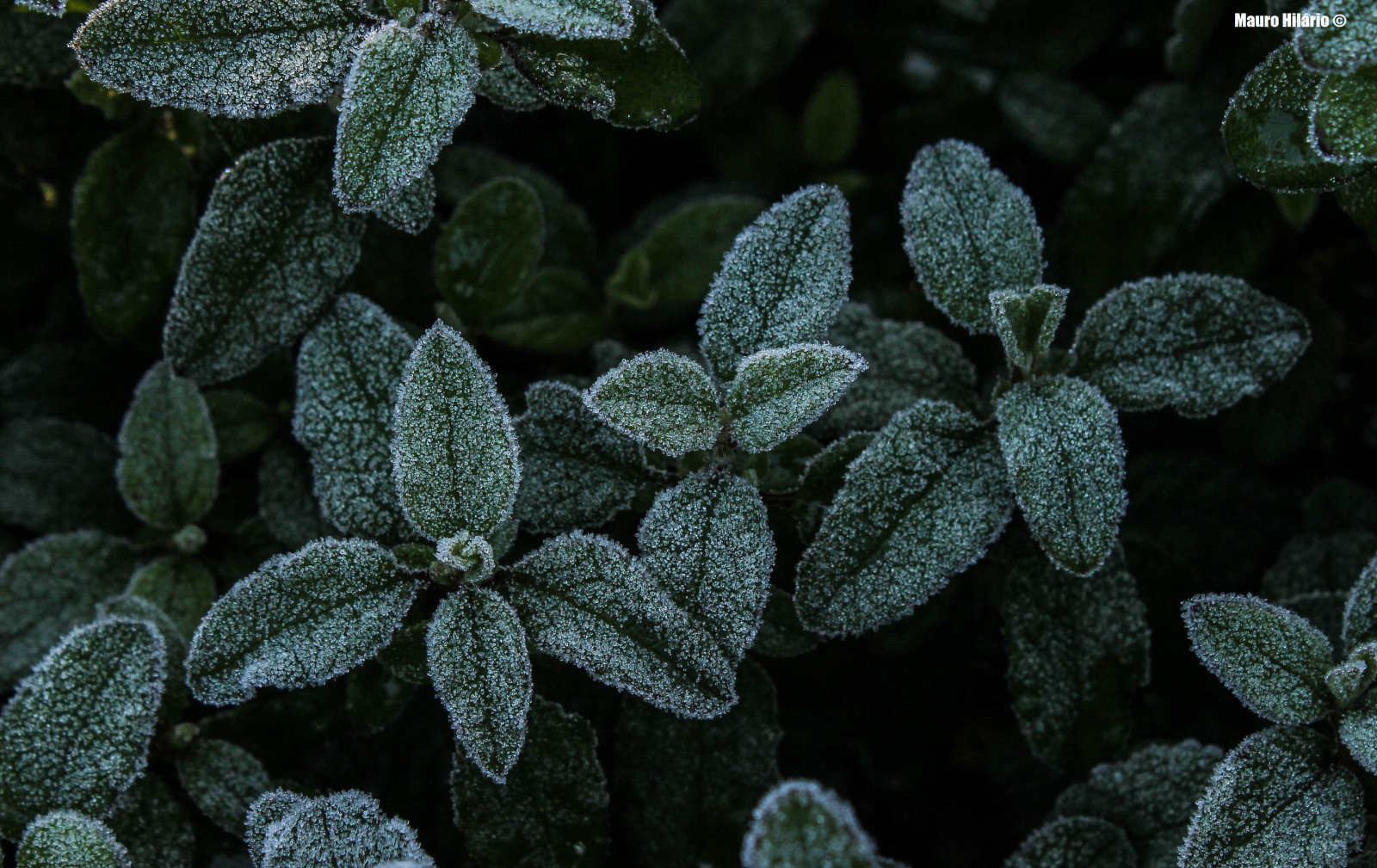 Wallpaper : leaves, white, green, cold, morning, frost, texture ...
