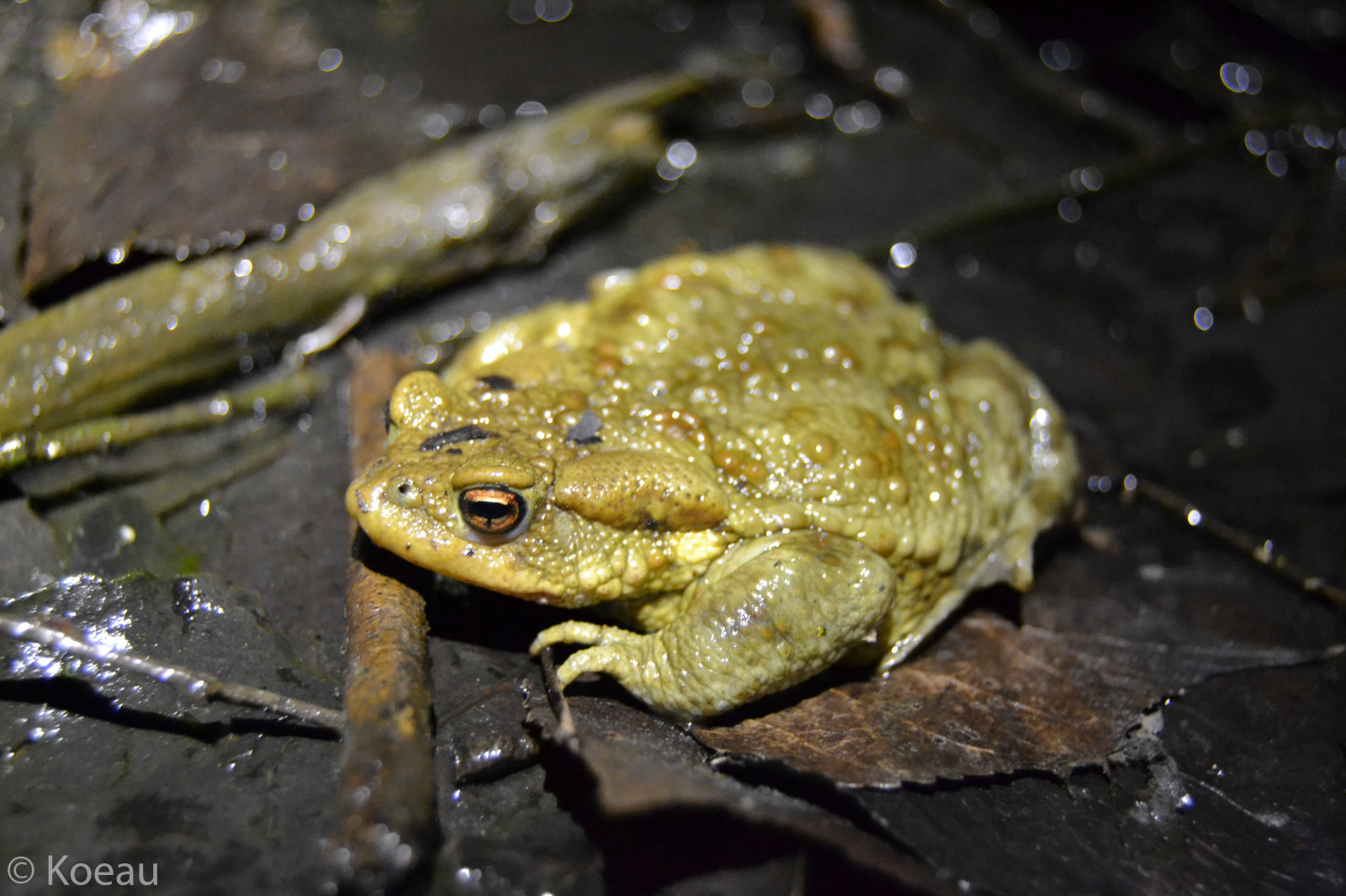 notte, acqua, legna, giallo, natura, rana, anfibio, bagnato, stagno, palude, detriti, rospo, biologia, albero, foglia, Comune, Acqua, giallo, fauna, vertebrato, fotografia macro, biologia marina, Ranidae, raganella, rana, Palude, bufo, rana toro, rospo, anfibi, comune, umidit