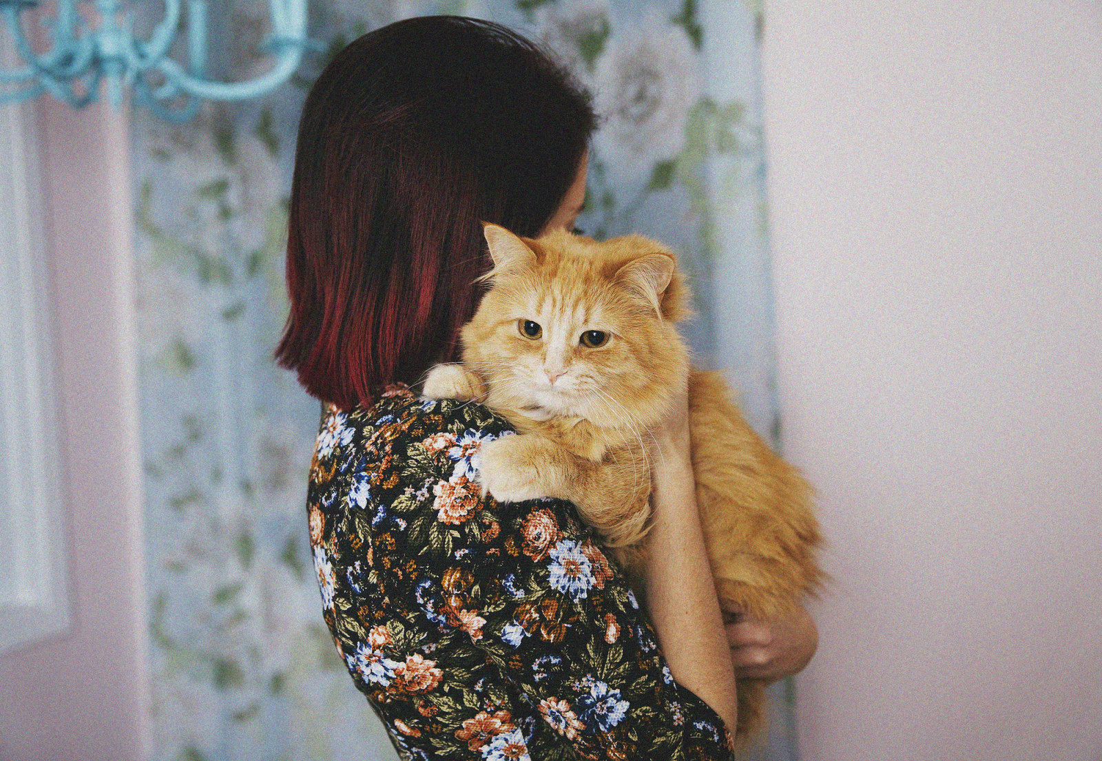 barvitý, kočka, ženy, portrét, pokoj, místnost, šaty, móda, vlasy, srst, kníry, Přátelé, Pojem, barva, Krásná, zvíře, květ, roztomilý, dívka, IDEA, žena, kočky, barva, kotě, přítel, půvabný, portrétování, savec, milenec, nápady, obratlovců, kočka jako savci, malé až středně velké kočky, carnivoran, obarvené vlasy, milovník koček, Cuty, Crazycatlover