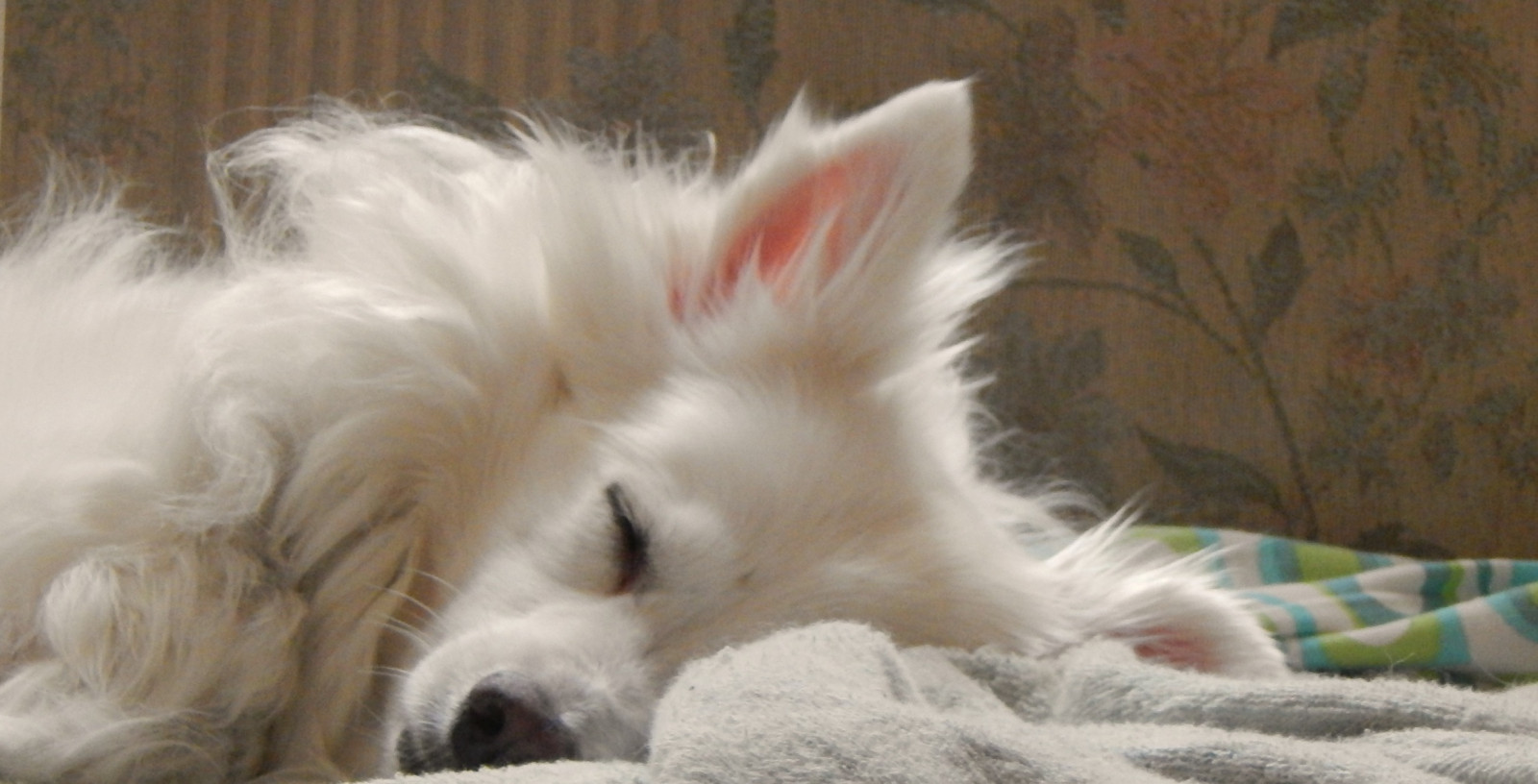 Wallpaper dog, pet, animal, furry, american, napping, eskimo