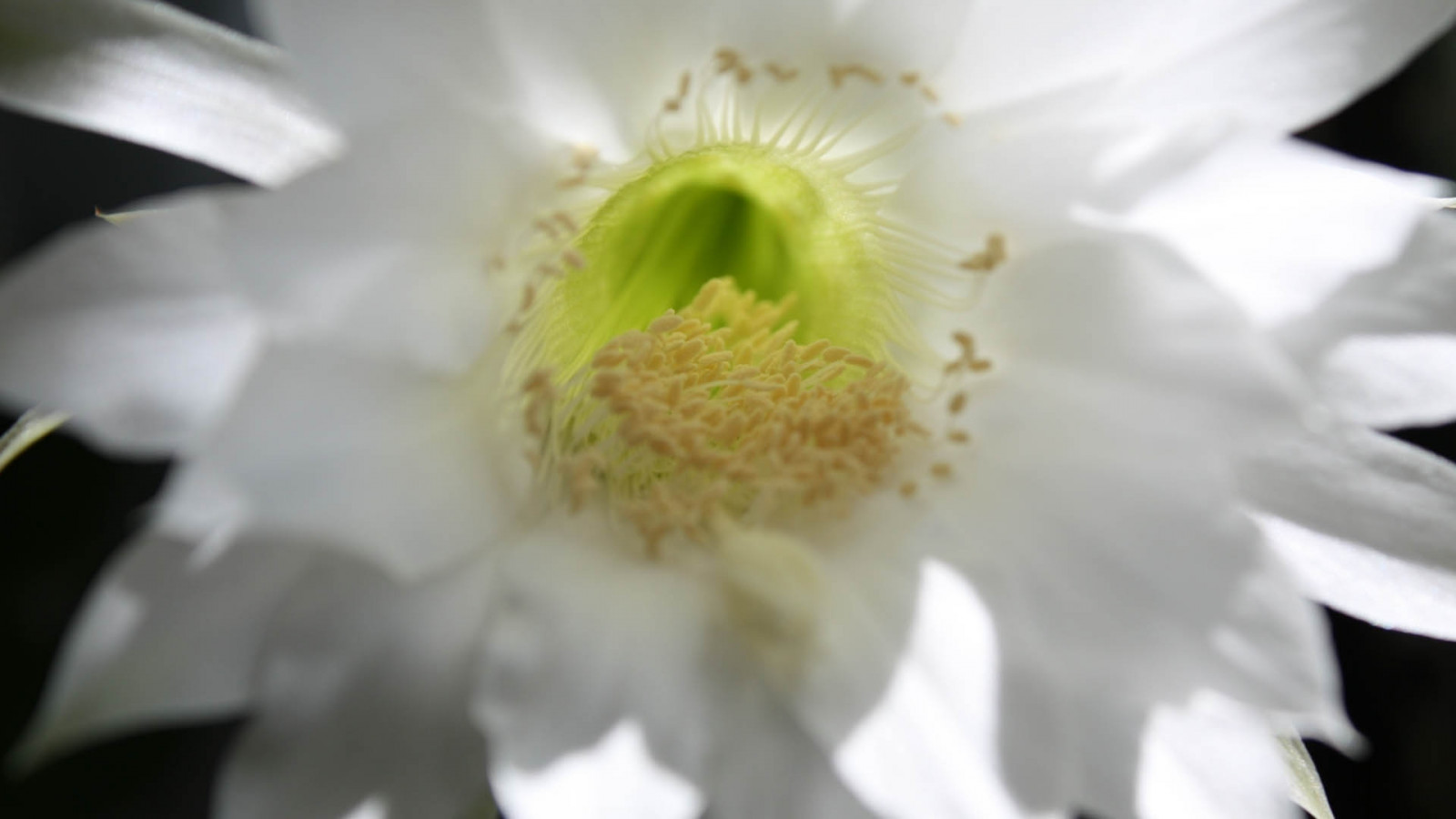 hvid, fotografering, kronblade, blomst, kaktus, blomst, plante, flora, kronblad, botanik, jord plante, blomstrende plante, tæt på, makrofotografering, pindsvin kaktus, Epiphyllum, selenicereus, stor blomstret kaktus, Fishbone kaktus, hollænder pibe