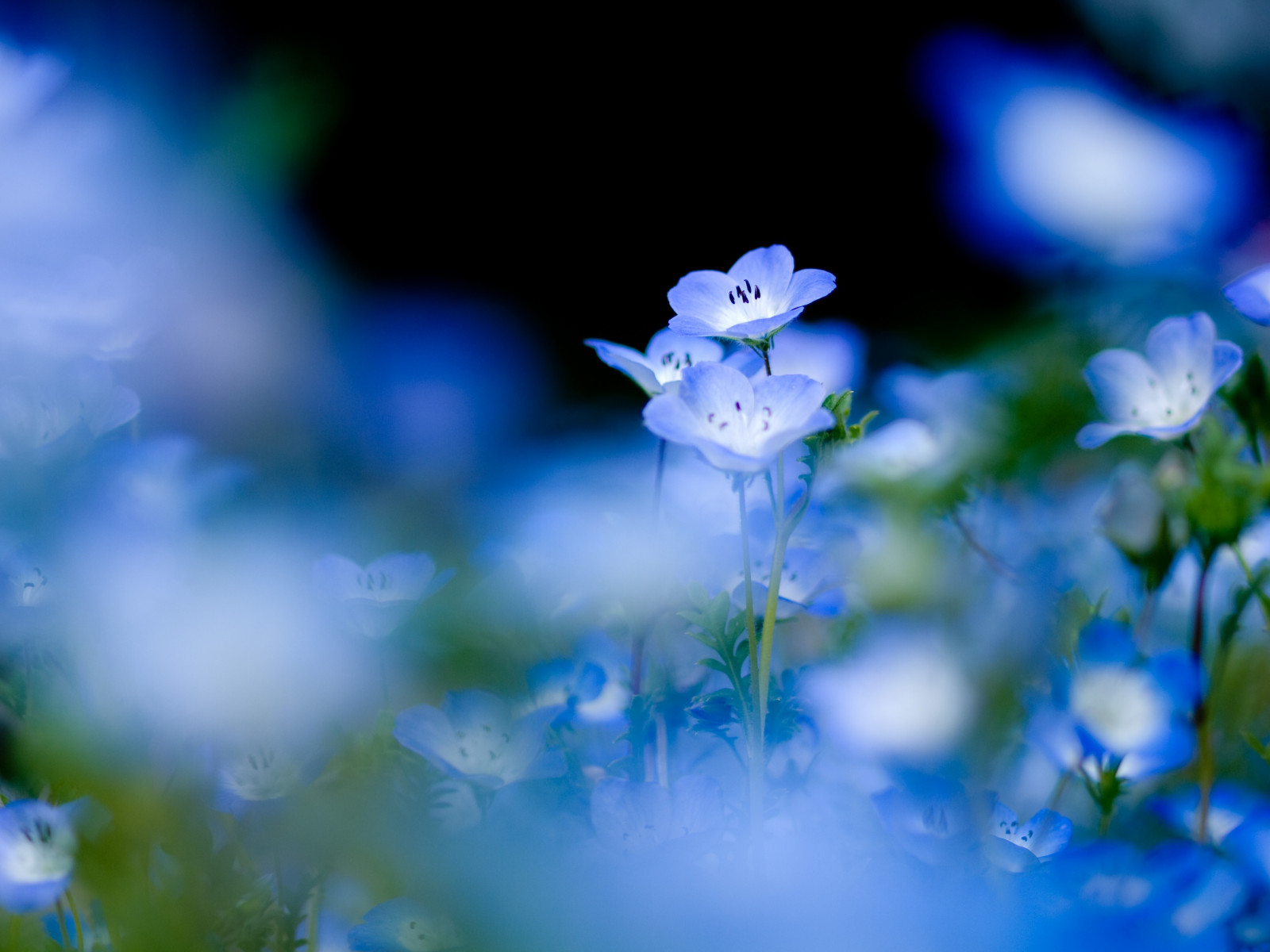 วอลเปเปอร์ : 3648x2736 px, ดอกไม้สีฟ้า, ความลึกของสนาม, ธรรมชาติ