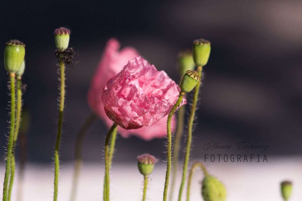 kvety, príroda, fotografovanie, makro, vetva, zelená, nikon, kvet, Ružová, pružina, november, rosa, 2011, svetlo, deň, krídlo, kvetina, preskúmať, rastlina, sezóna, flóra, púčik, naturaleza, primavera, flores, D3100, okvetné lístok, project365, luz, wildflower, botanika, suchozemská rastlina, kvitnúca rastlina, zväčšenie, makro fotografie, závod stonka, vlhkosť, Amapola, exploredia