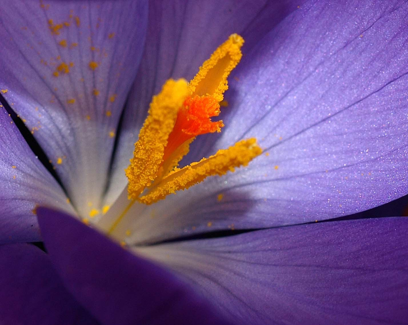 zahrada, nachový, fialový, makro, žlutý, super hrdina, pyl, jaro, krokus, nafialovělý, Duhovka, květ, rostlina, flóra, hra, okvětní lístek, naturesfinest, abigfave, Soe, superbmasterpiece, golddragon, diamondclassphotographer, flickrdiamond, goldstaraward, thechallengefactory, ultimateshot, supershot, divoká rostlina, palec nahoru, flowerotica, sb, E510, počítač tapeta, zblízka, makro fotografie, závod stonek, dokonalost, bigmomma, gamex2winner, storybookwinner, gamex3winner, herowinner, agcg, iris rodina, favescontestwinner, rockon, A3b, motifdchallengewinner, challengewinner, válíš, pregamesweepwinner, challengefactory, feb2008, bylina, jednomyslný, Freindlychallenge, Yourockunam, 893, Chllengeyou, 6910, 893 květin, 6910flower