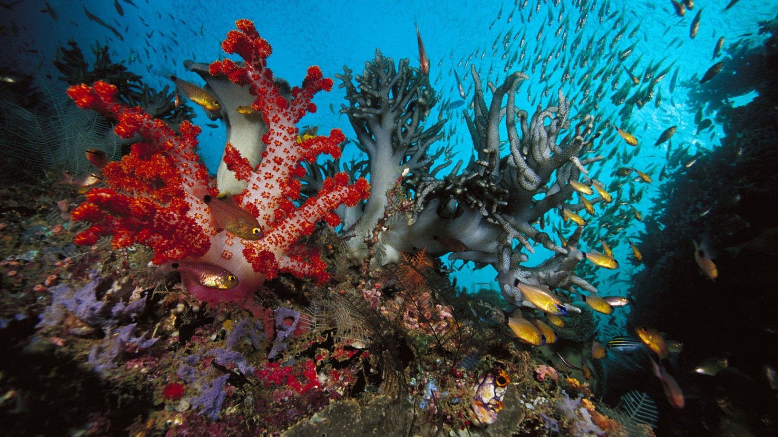 тапети : 1920x1080 пиксела, животни, риби, океани, Sealife, под вода ...
