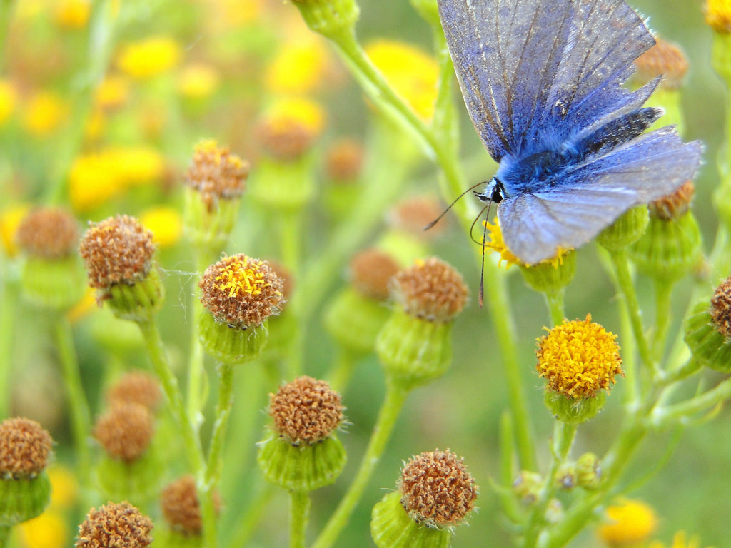 Hintergrundbilder Landschaft, Vögel, Tiere, Blumen, Natur, Flügel