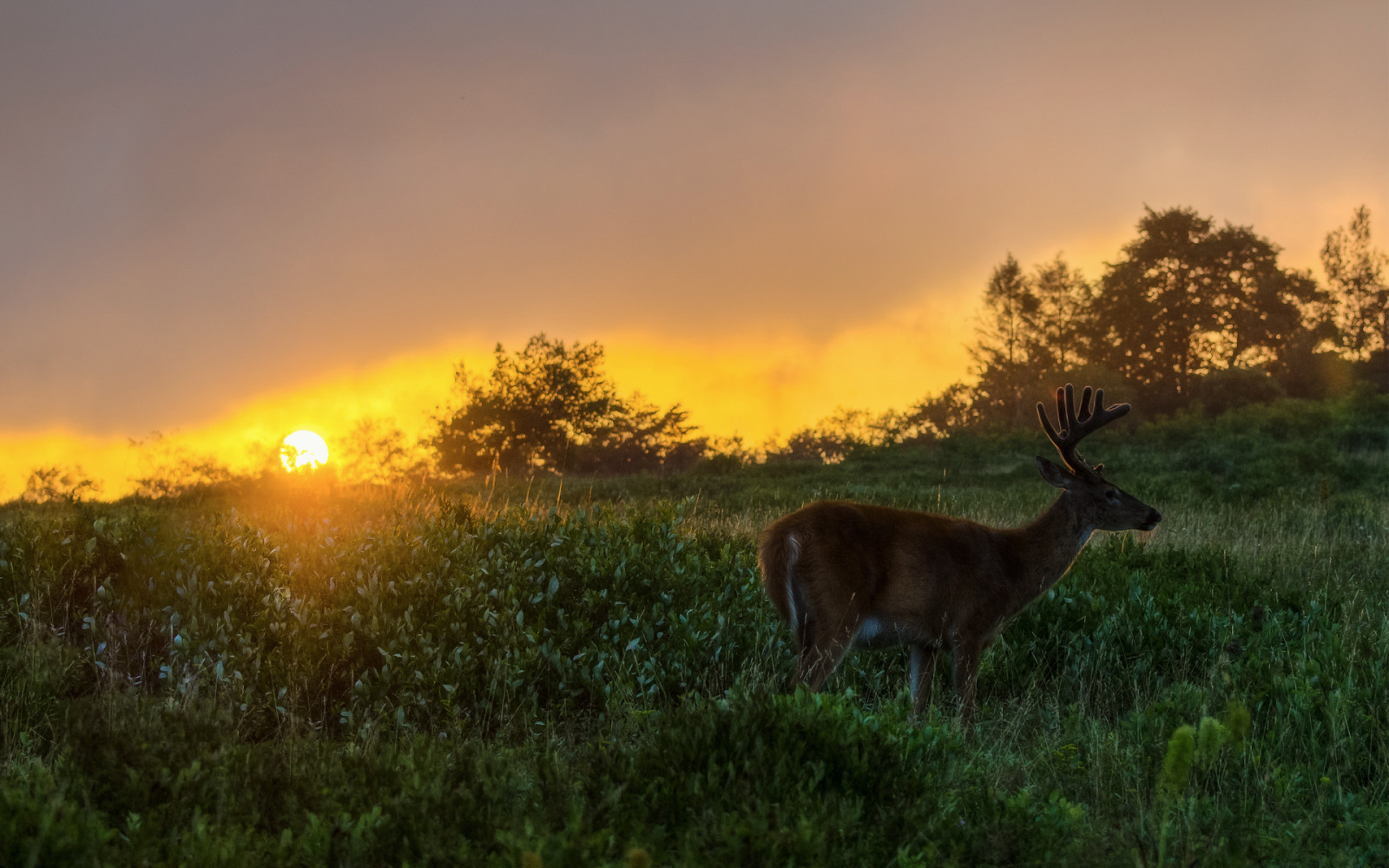 Wallpaper 1920x1200 px, animals, deer, fields, grass, landscapes