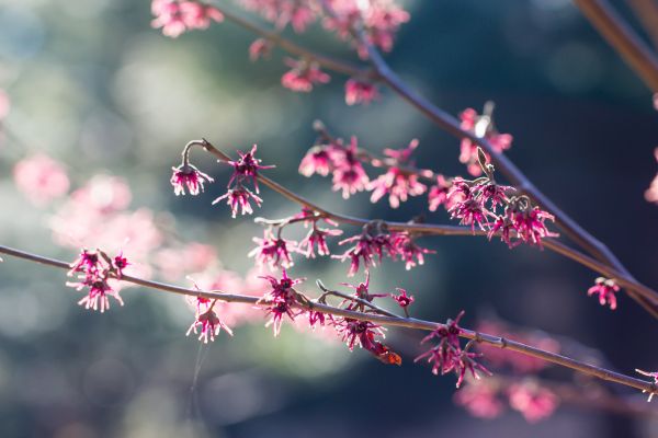 flower,bokeh,pink,spring,branch,rosa