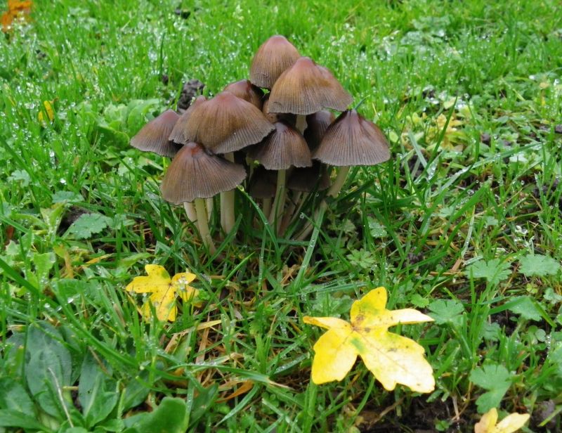 podzim,Francie,zelená,Příroda,houba,tráva