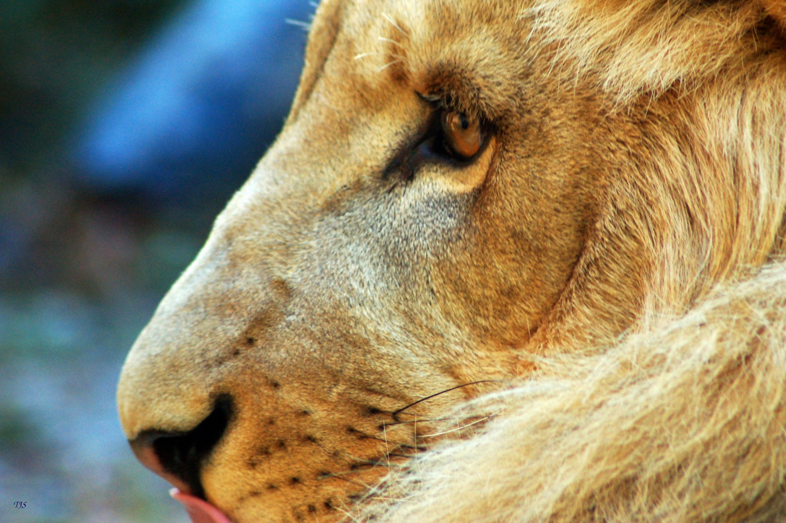 natur, d50, searchthebest, løve, zooatlanta, 2007, TJs, tjd, abigfave, colorphotoaward, impressedbeauty, explore2007, superbmasterpiece