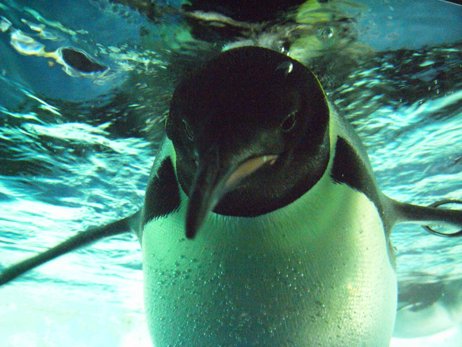 Tučňák, akvárium, Emperorpenguin, Portofnagoyapublicaquarium