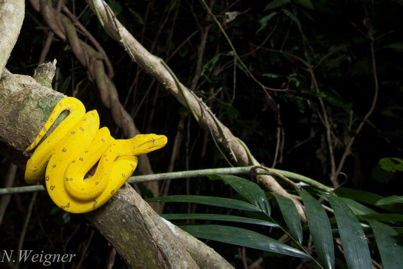 albero, giallo, flora, foglia, fauna, pianta