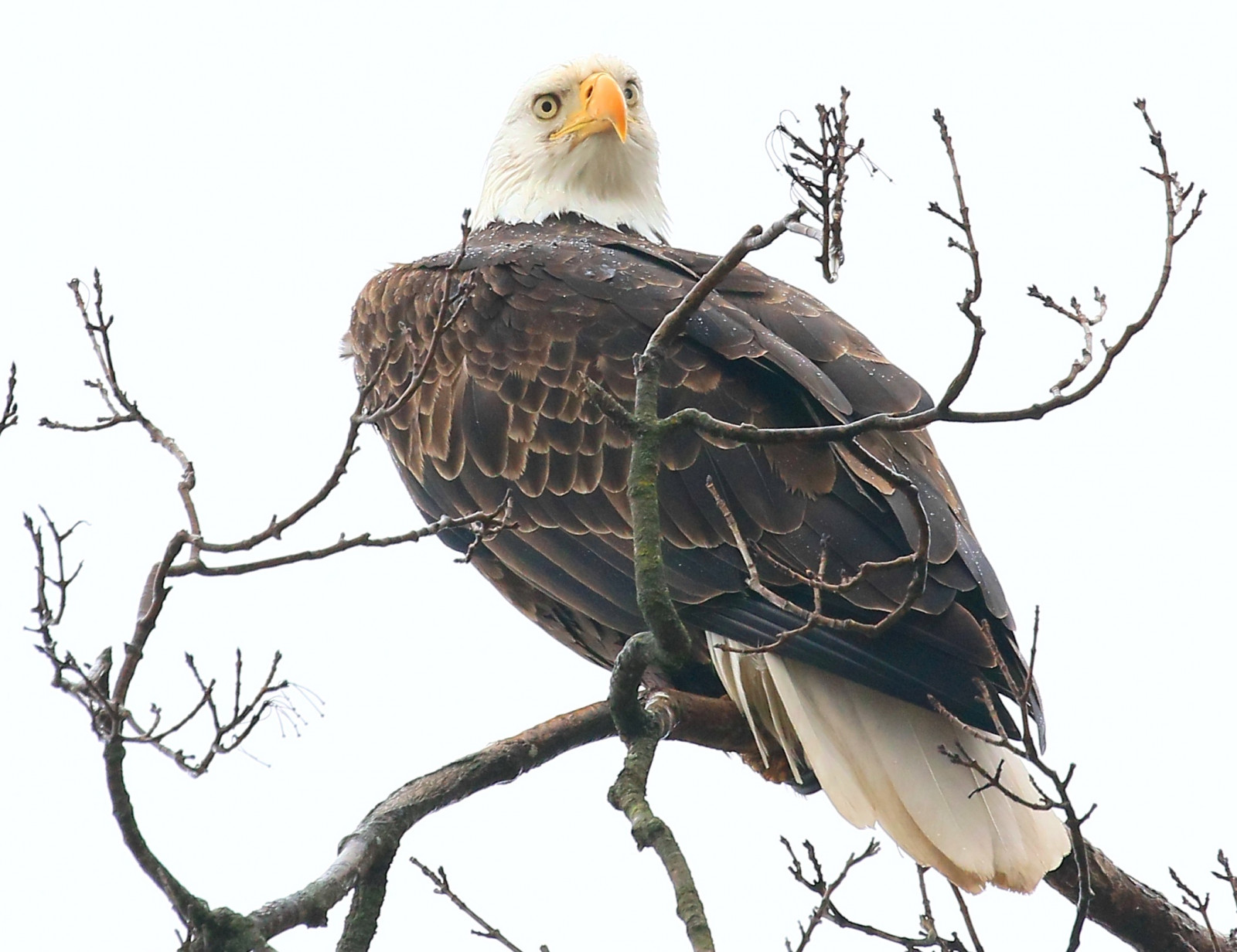 plešatý, orel, Decorah, Ryba, inkubátor, Winneshiek, hrabství, Iowa, larry, Reis