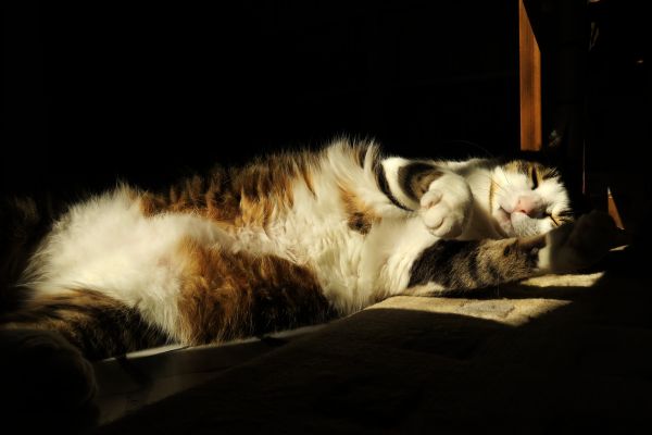 happycaturday, canong5x, Canon, happy, caturday, spring