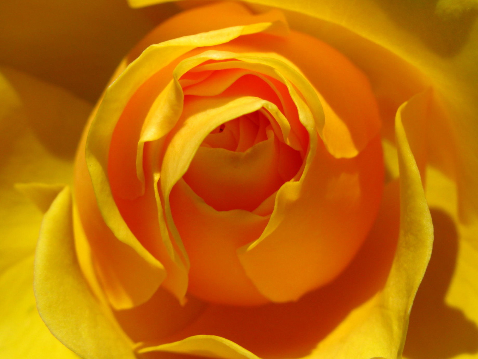 แสงแดด, ธรรมชาติ, แมโคร, สีเหลือง, ส้ม, ดอกกุหลาบ, ลูกพีช, เรณู, ทอง, สหราชอาณาจักร, ดอกไม้, พืช, กลีบดอก, essex, วอลล์เปเปอร์คอมพิวเตอร์, พืชดอก, ใกล้ชิด, การถ่ายภาพมาโคร, ถ่ายภาพนิ่ง, กุหลาบสวน, กุหลาบครอบครัว, สั่งกุหลาบ, floribunda, ฮาร์โลว์