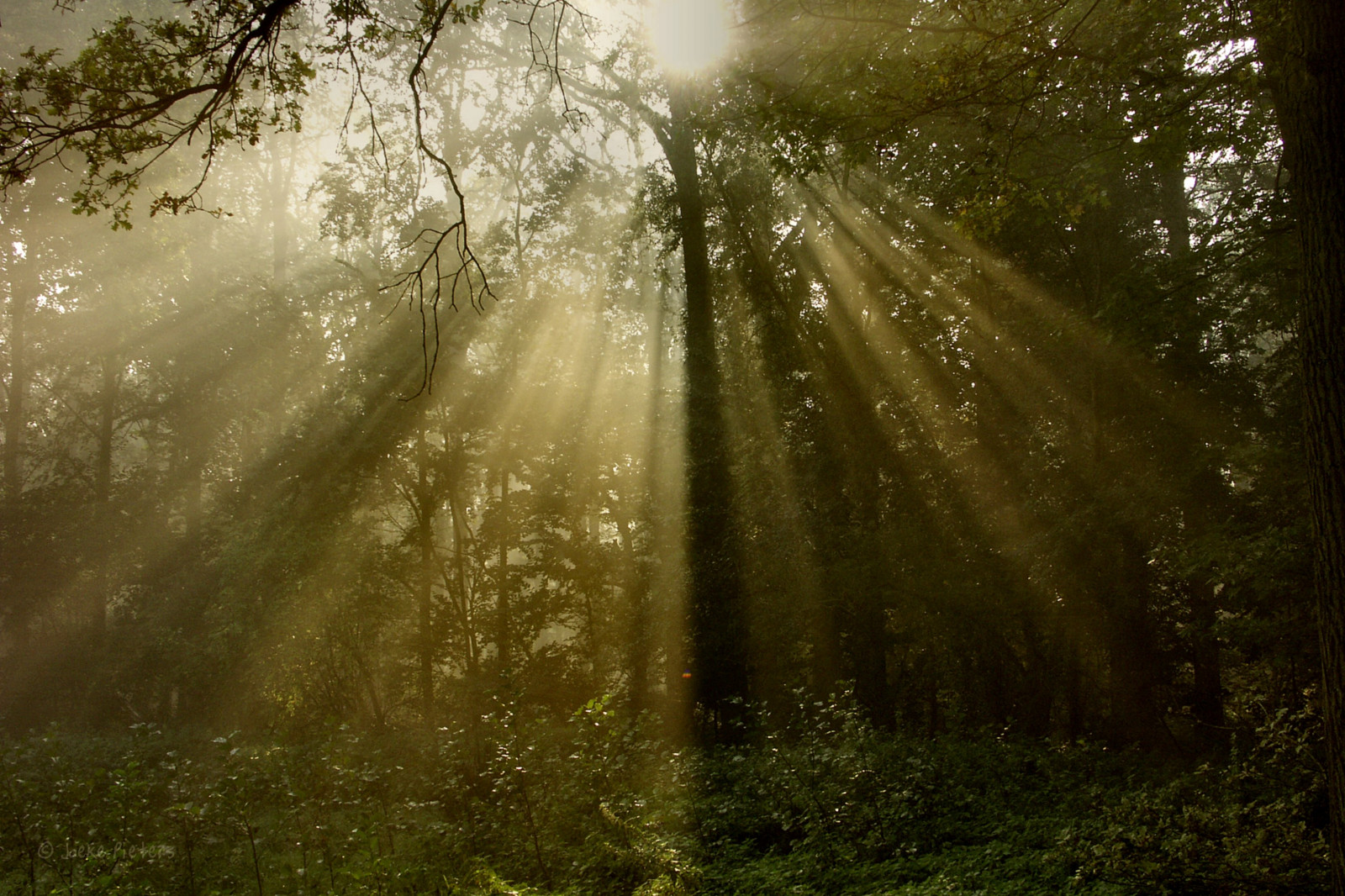 slunečnímu záření, krajina, les, Příroda, tráva, nebe, větev, ráno, mlha, atmosféra, Nizozemí, džungle, sluneční paprsky, deštný prales, Holandsko, světlo, strom, list, mygearandme, vegetace, sluneční paprsky, mygearandmepremium, mygearandmebronze, nederland, musictomyeyeslevel1, licht, flickrdiamond, Winterswijk, Gelderland, zálesí, háj, počítač tapeta, ekosystém, mírné jehličnatý les, biome, prales, smíšený les, opadavý, jev, zonnestralen, Achterhoek, Woold, konicaminoltadimagea2, 6011, spruce fir forest