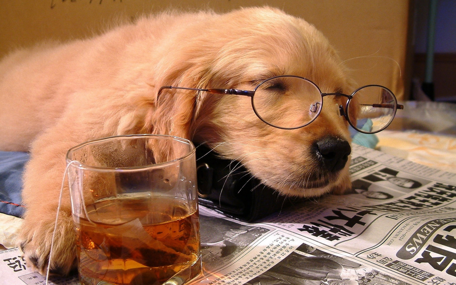 Wallpaper dog, sleeping, puppy, face, glasses, paper, glass, drink