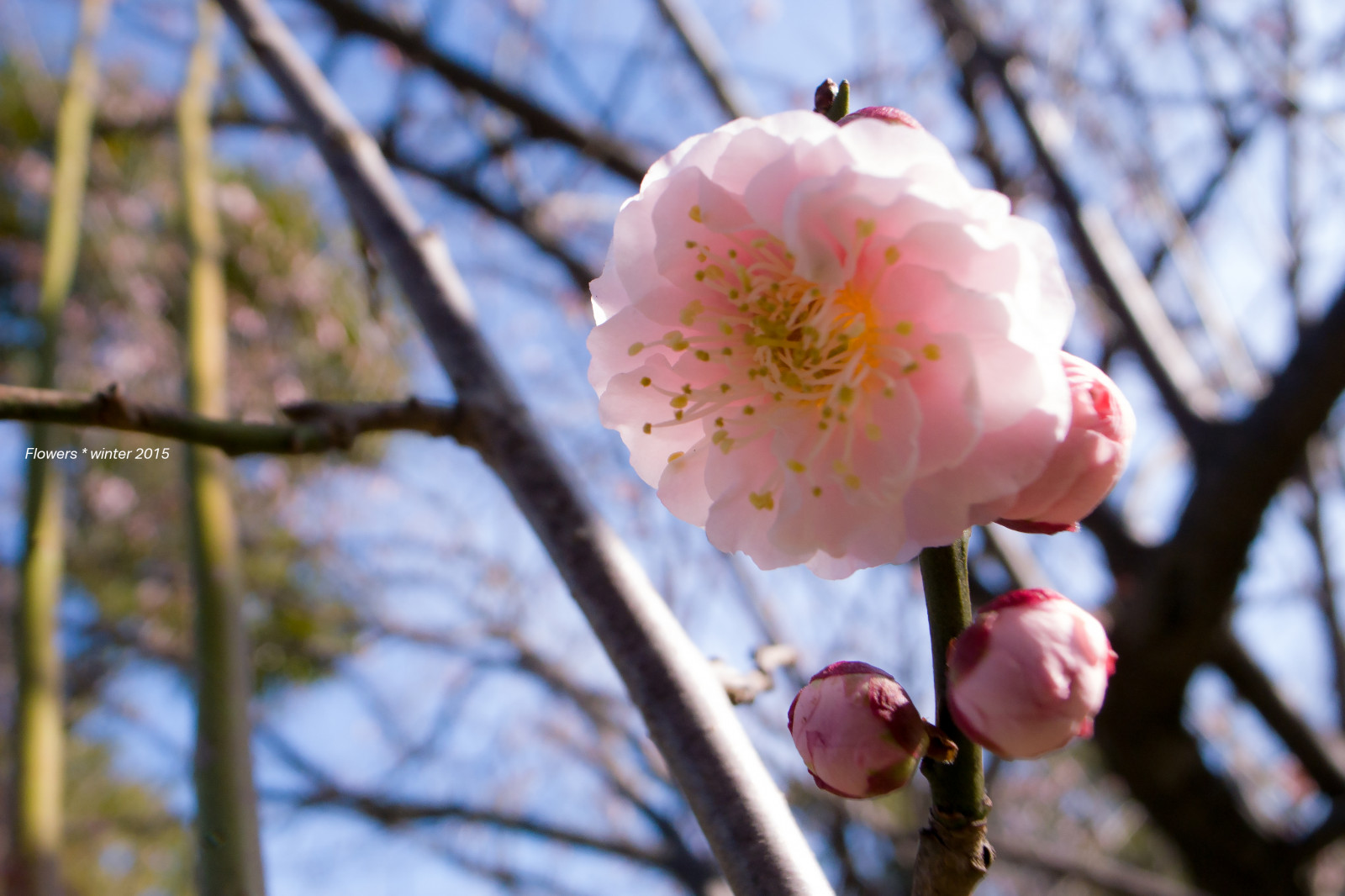 ญี่ปุ่น, สีขาว, ธรรมชาติ, เงา, ฤดูหนาว, สาขา, ดวงอาทิตย์, ดอกซากุระ, เบ่งบาน, สีชมพู, 2015, ฤดูใบไม้ผลิ, อากาศ, เบา, สี, ต้นไม้, ฤดูใบไม้ร่วง, อ่อนนุ่ม, สี, ดอกไม้, ปลูก, พลัม, อุม, พืช, กลีบดอก, Ricoh, กิ่งไม้, grd2, prunus