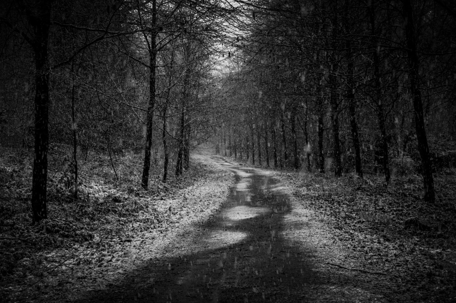 luce del sole, alberi, foresta, monocromo, natura, la neve, ramo, mattina, nebbia, Nikon, 2015, stampe, gennaio, leggero, albero, foglia, pianta, stagione, nevoso, pista, oscurità, traccia, orma, bufera di neve, D3200, bosco, nationaltrust, clumberpark, habitat, ambiente naturale, fenomeno atmosferico, bianco e nero, fotografia in bianco e nero, pianta legnosa, publicfootpath